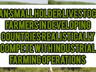 Can Smallholder Livestock Farmers In Developing Countries Realistically Compete With Industrial Farming Operations