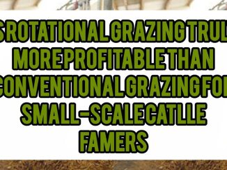 Is Rotational Grazing Truly More Profitable Than Conventional Grazing For Small-Scale Cattle Farmers