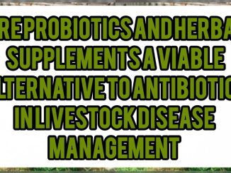 Are Probiotics And Herbal Supplements A Viable Alternative To Antibiotics In Livestock Disease Management