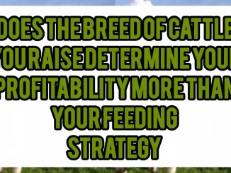 Does The Breed Of Cattle You Raise Determine Your Profitability More Than Your Feeding Strategy