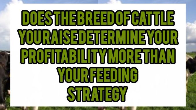 Does The Breed Of Cattle You Raise Determine Your Profitability More Than Your Feeding Strategy Does The Breed Of Cattle You Raise Determine Your Profitability More Than Your Feeding Strategy