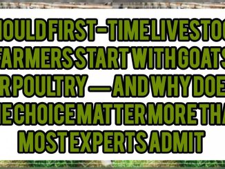 Should First-Time Livestock Farmers Start With Goats Or Poultry — And Why Does The Choice Matter More Than Most Experts Admit