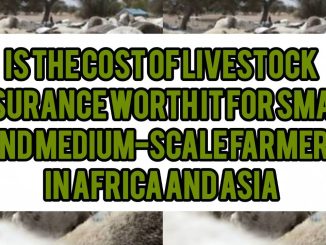 Is The Cost Of Livestock Insurance Worth It for Small And Medium-Scale Farmers In Africa and Asia