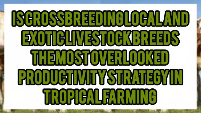 Is Crossbreeding Local And Exotic Livestock Breeds The Most Overlooked Productivity Strategy In Tropical Farming Is Crossbreeding Local And Exotic Livestock Breeds The Most Overlooked Productivity Strategy In Tropical Farming