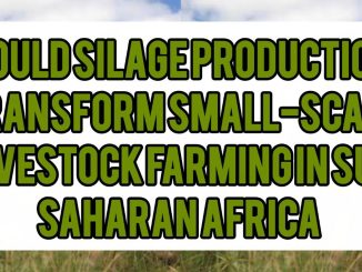 Could Silage Production Transform Small-Scale Livestock Farming in Sub-Saharan Africa