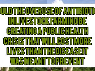 Could the Overuse of Antibiotics in Livestock Farming Be Creating a Public Health Crisis That Will Cost More Lives Than the Diseases It Was Meant to Prevent