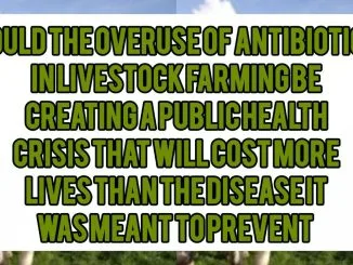 Could the Overuse of Antibiotics in Livestock Farming Be Creating a Public Health Crisis That Will Cost More Lives Than the Diseases It Was Meant to Prevent