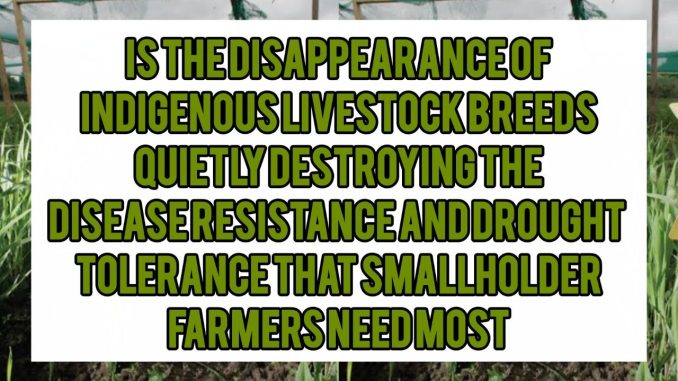 Is the Disappearance of Indigenous Livestock Breeds Quietly Destroying the Disease Resistance and Drought Tolerance That Smallholder Farmers Need Most